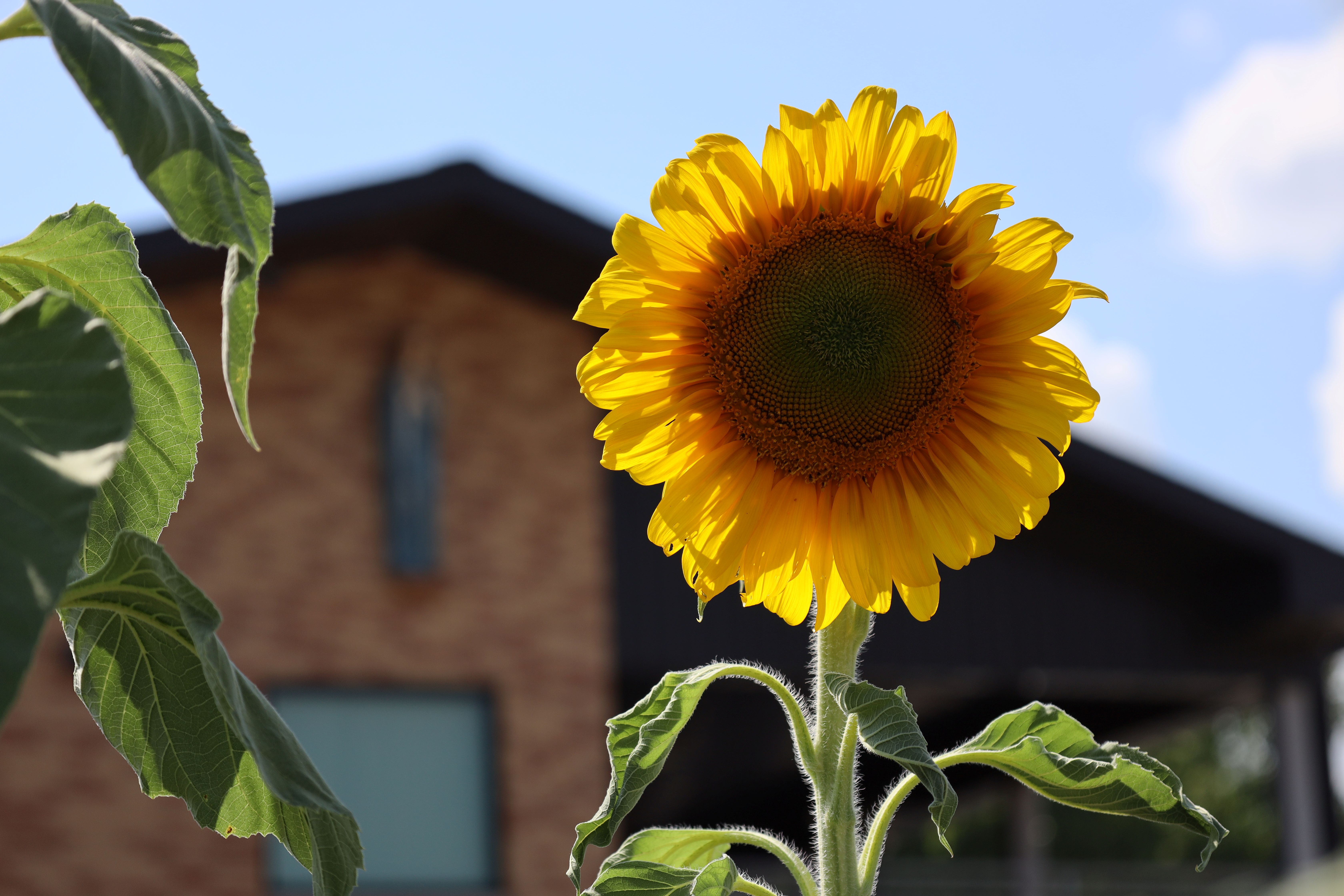 Sunflower Catholic Charities